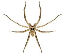 陰暗擬隙蛛 陰暗擬隙蛛