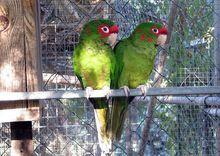 紅面具錐尾鸚鵡