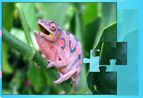 小蜥蜴拼圖 小蜥蜴拼圖