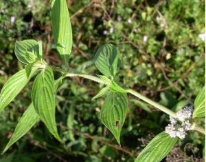 菲律賓耳草 菲律賓耳草