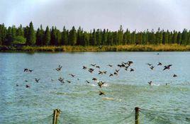 東湖濕地保護區 東湖濕地保護區