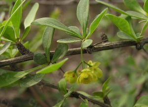 吉隆小檗 吉隆小檗