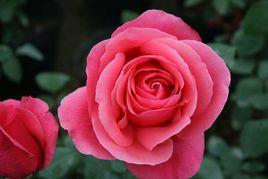 粉扇月季 粉扇月季