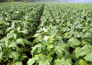 魯克村[雲南省紅河州瀘西縣中樞鎮魯克村]