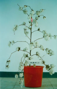 中棉所21 中棉所21