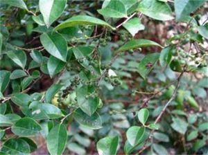 烏飯樹屬 烏飯樹屬
