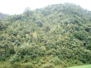 雙豐口村-山林資源