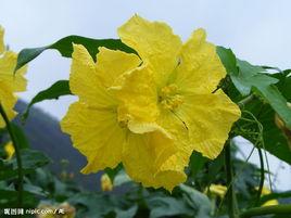 台灣絲瓜花 台灣絲瓜花