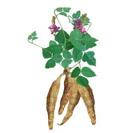 野生葛根 野生葛根