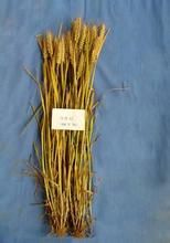 中育1號 中育1號