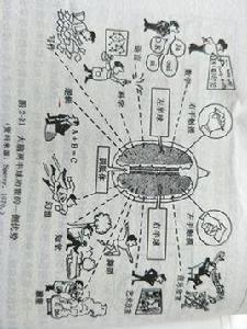 大腦半球優勢化 大腦半球優勢化