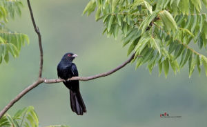長尾噪鵑 長尾噪鵑