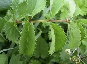 地榆提取物 地榆提取物