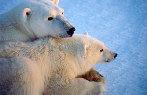 哈德遜灣北極熊