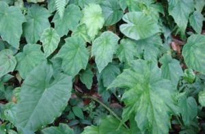 太魯閣秋海棠 太魯閣秋海棠