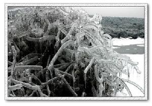 （圖）安徽凍災