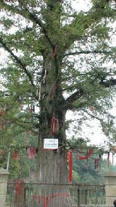 天下第一杉 天下第一杉