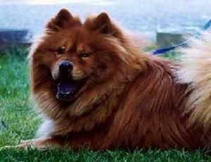 德國熊犬 德國熊犬