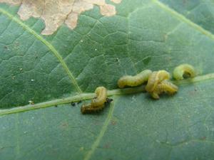 大豆小夜蛾 大豆小夜蛾