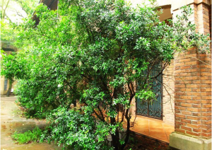 蘭嶼九里香 蘭嶼九里香