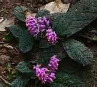 岩生遠志組 岩生遠志組