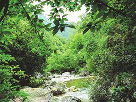 綠色生態環境 綠色生態環境