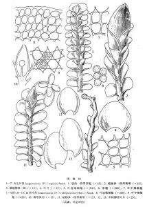 石生葉苔 石生葉苔