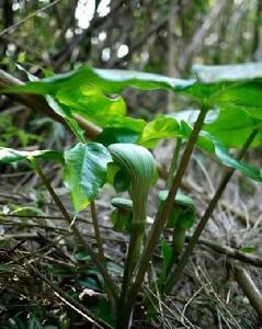 普陀南星[天南星科植物]