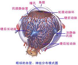 視網膜動脈硬化 視網膜動脈硬化