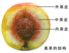 中果皮