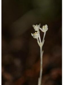 疏花無葉蓮 疏花無葉蓮