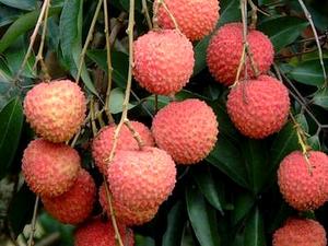 蘿崗糯米糍 蘿崗糯米糍