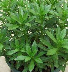 小盤龍參 小盤龍參