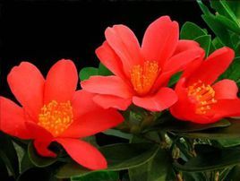 白花卵葉杜鵑(變種) 白花卵葉杜鵑(變種)