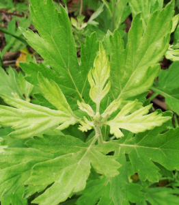 商南蒿系 商南蒿系