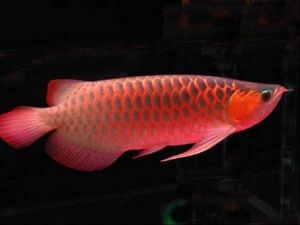 骨舌魚超目 骨舌魚超目