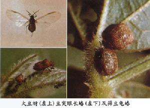 豆突眼長蝽 豆突眼長蝽