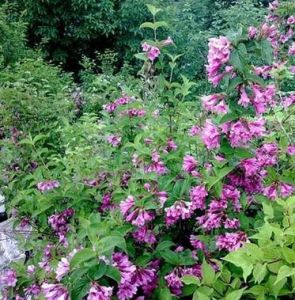 泡沫龍膽 泡沫龍膽