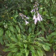 薄葉葉穗香茶菜 薄葉葉穗香茶菜