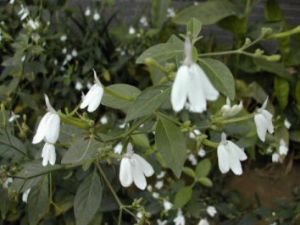 白鶴靈芝飲 白鶴靈芝飲