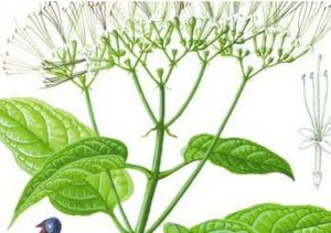 矩葉大青 矩葉大青