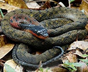 （圖）火唇頸槽蛇