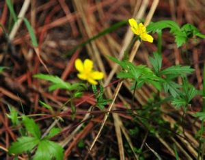 絹毛匍匐委陵菜 絹毛匍匐委陵菜