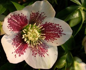 聖誕薔薇 聖誕薔薇