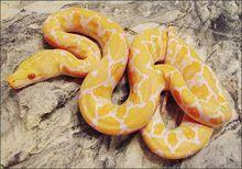 黃金蟒[緬甸蟒蛇的白化突變種]