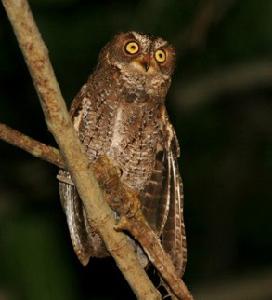 華萊士角鴞 華萊士角鴞