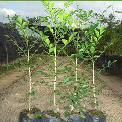 四樹九里香 四樹九里香