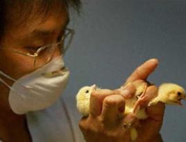 小雞性別鑑定師 小雞性別鑑定師