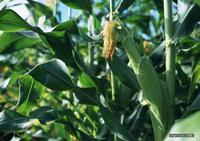 玉米的生長 玉米的生長