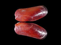 鞘偏頂蛤 鞘偏頂蛤